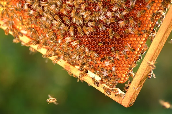 Hårda bin på bikaka — Stockfoto