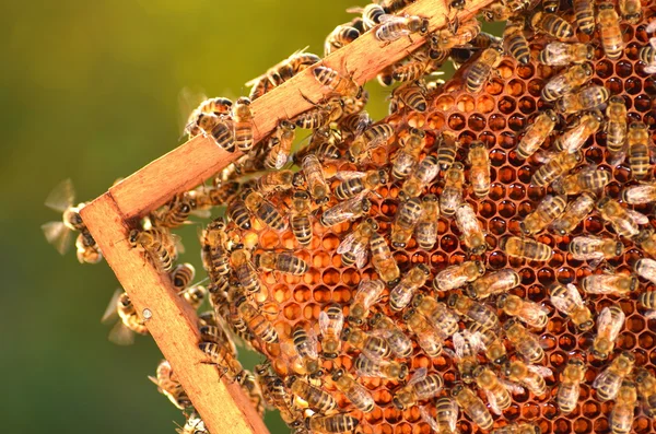 Arı kovanında bal peteği üzerinde çalışkan arılar — Stok fotoğraf