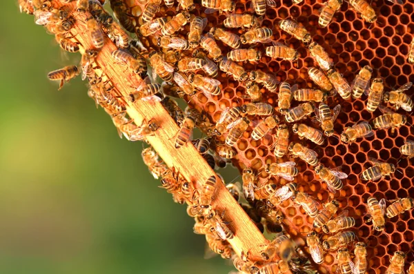 Abejas trabajadoras en panal en colmenar — Foto de Stock