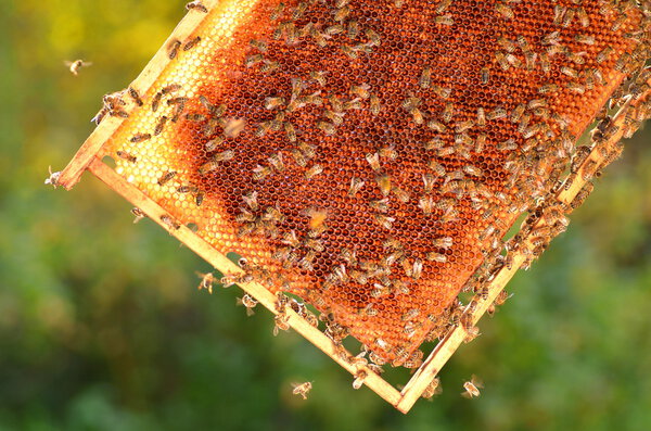 Hardworking bees on honeycomb in apiary