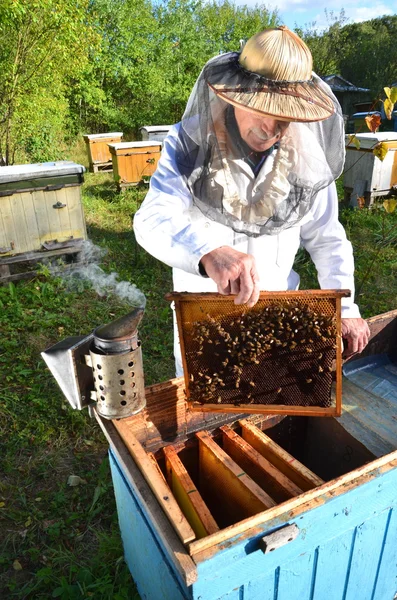 Experienced senior beekeeper making inspection in apiary after summer season — Stock Photo, Image