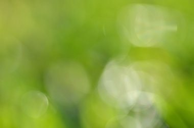 Bokeh etkisi ile soyut doğal yeşil backgrund
