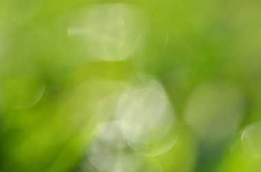 Bokeh etkisi ile soyut doğal yeşil backgrund