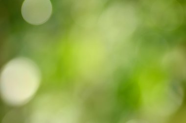 Bokeh etkisi ile soyut doğal yeşil arka plan