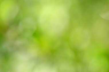 Bokeh etkisi ile soyut doğal yeşil arka plan