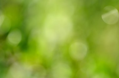 Bokeh etkisi ile soyut doğal yeşil arka plan
