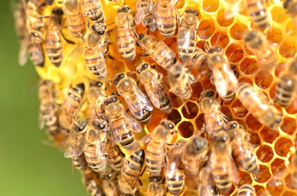 Closeup of bees on honeycomb in apiary — Stock Photo, Image