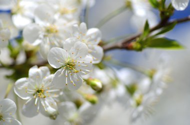Tatlı taze kiraz ağacı çiçek