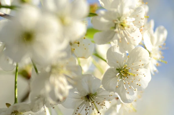 Nahaufnahme von frischen Kirschbaumblüten — Stockfoto