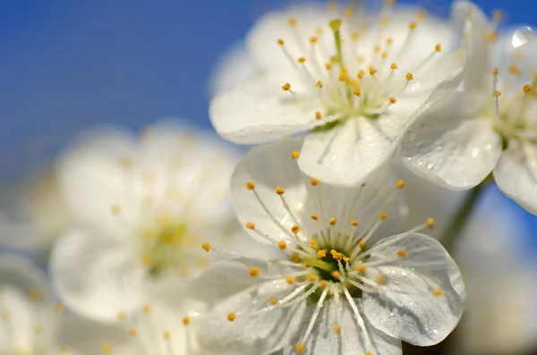 Closeup čerstvých třešní květin — Stock fotografie