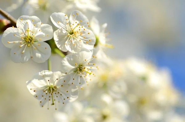 Nahaufnahme von frischen Kirschbaumblüten — Stockfoto