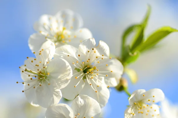Closeup of fresh cherry tree flowers — Stock Photo, Image