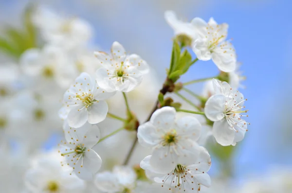 Close-up van verse kersenboom bloemen — Stockfoto