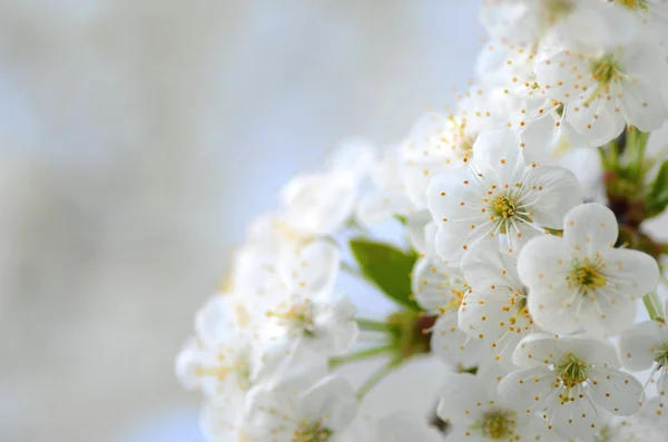 Primer plano de las flores frescas de cerezo — Foto de Stock