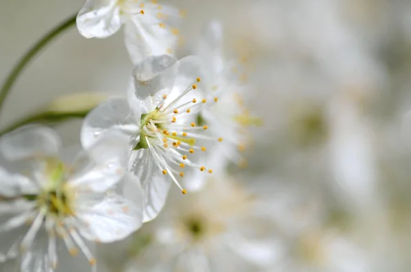 Primer plano de las flores frescas de cerezo — Foto de Stock