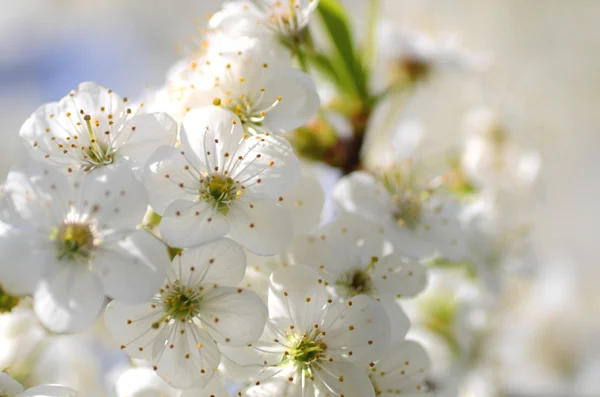 Gros plan de fleurs fraîches de cerisier — Photo
