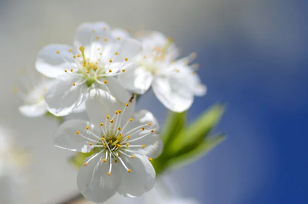 Nærbillede af friske kirsebær træ blomster - Stock-foto