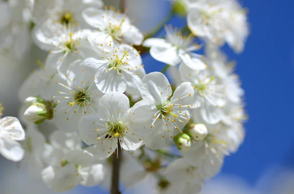 Nahaufnahme von frischen Kirschbaumblüten — Stockfoto