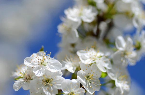 Nahaufnahme von frischen Kirschbaumblüten — Stockfoto