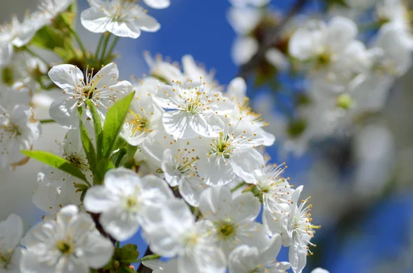 Primer plano de las flores frescas de cerezo — Foto de Stock