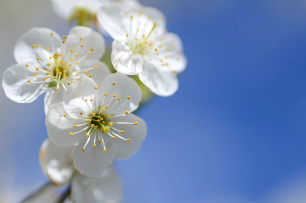 新鲜的樱桃树的花朵的特写 — 图库照片