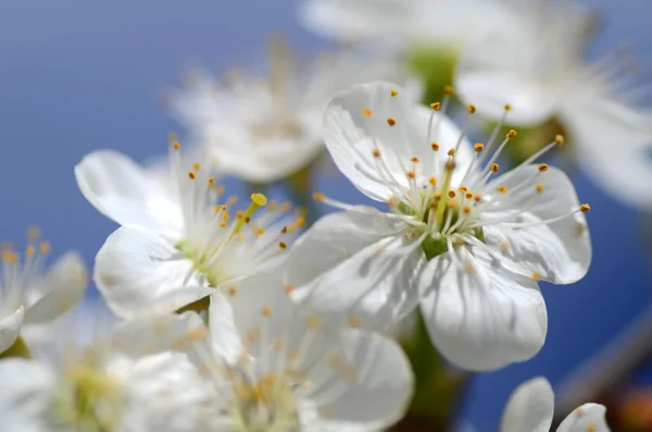 Gros plan de fleurs fraîches de cerisier — Photo