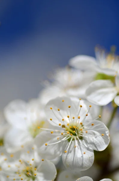 Closeup of fresh cherry tree flowers — Stock Photo, Image