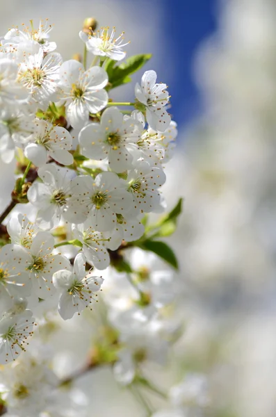 Close-up van verse kersenboom bloemen — Stockfoto