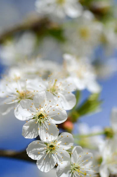 Gros plan de fleurs fraîches de cerisier — Photo