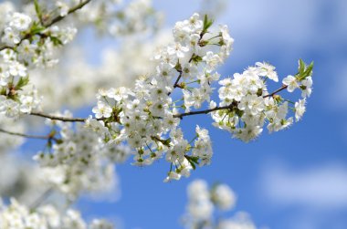 Hassas taze güzel kiraz ağacı çiçek