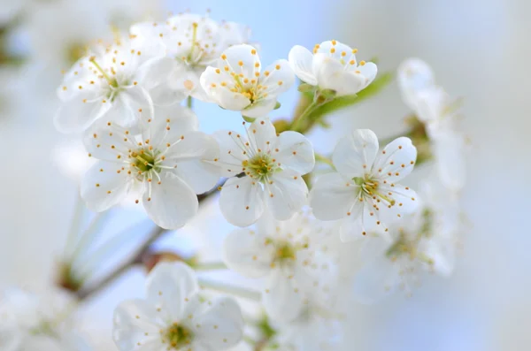Delicadas flores frescas de cerezo hermoso — Foto de Stock