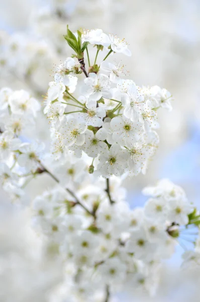 Delicado fresco belas flores de cerejeira — Fotografia de Stock