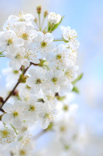 Delicaat mooie kersenboom verse bloemen — Stockfoto