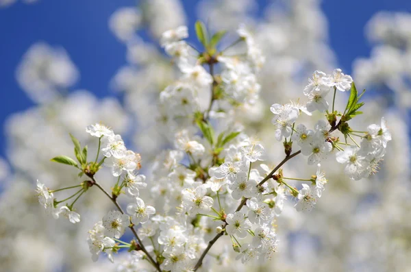 Zarte frische schöne Kirschbaumblüten — Stockfoto