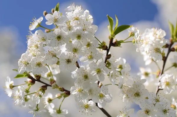 Delicado fresco belas flores de cerejeira — Fotografia de Stock
