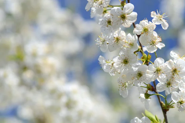 Delicadas flores frescas de cerezo hermoso — Foto de Stock