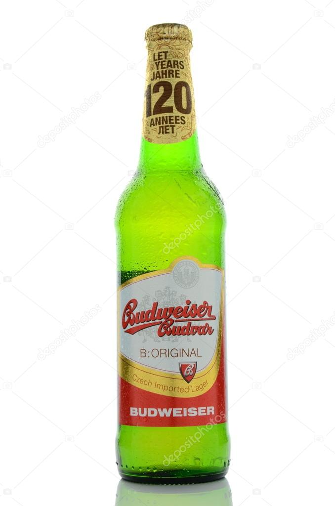 Budweiser lager beer isolated on white background. Budweiser is brewed in Ceske Budejovice in Czech Republik. Brewing beer there dates back to the 13th century