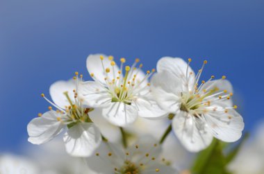 Closeup hassas kiraz ağacı çiçek