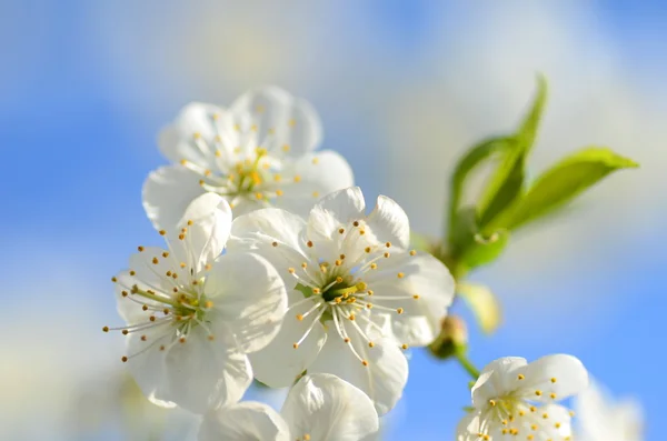 Nærbillede af sarte kirsebær træ blomster - Stock-foto