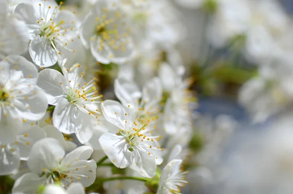 Primer plano de delicadas flores de cerezo — Foto de Stock