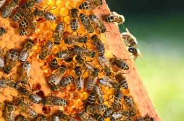 çalışkan arılar petek arı kovanı Bahar üzerinde