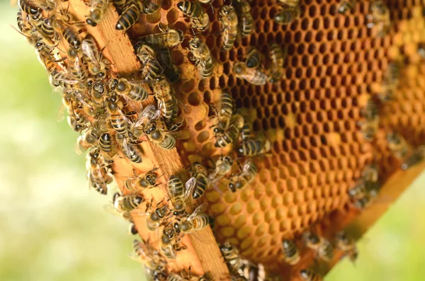 Abejas trabajadoras en panal en colmenar en primavera —  Fotos de Stock