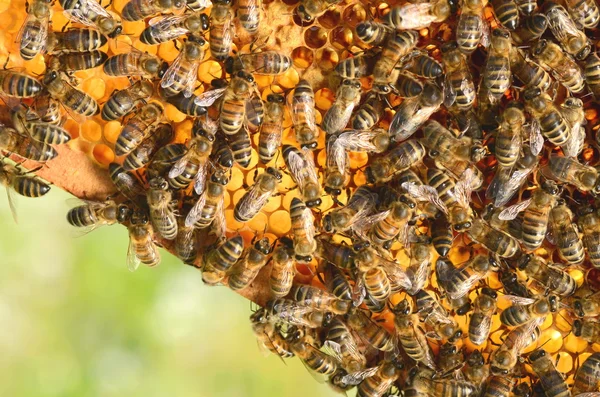 Abejas trabajadoras en panal en colmenar en primavera — Foto de Stock