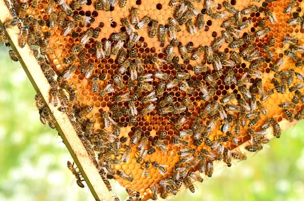 Fleißige Bienen auf Bienenwaben im Bienenhaus im Frühling — Stockfoto