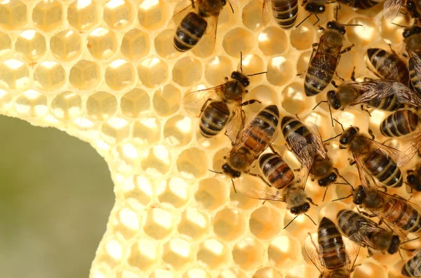 Abejas trabajadoras en panal en colmenar en primavera — Foto de Stock