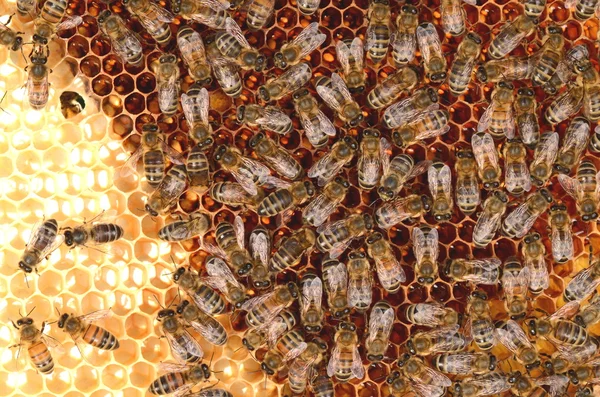 Keményen dolgozó méhek méhsejtszerkezeten — Stock Fotó