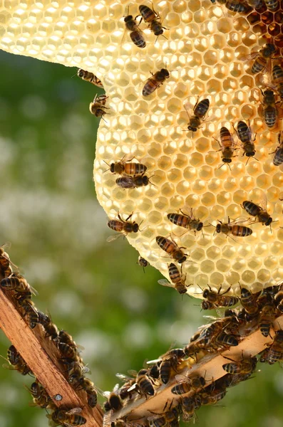 Abejas trabajadoras en panal en colmenar en primavera —  Fotos de Stock