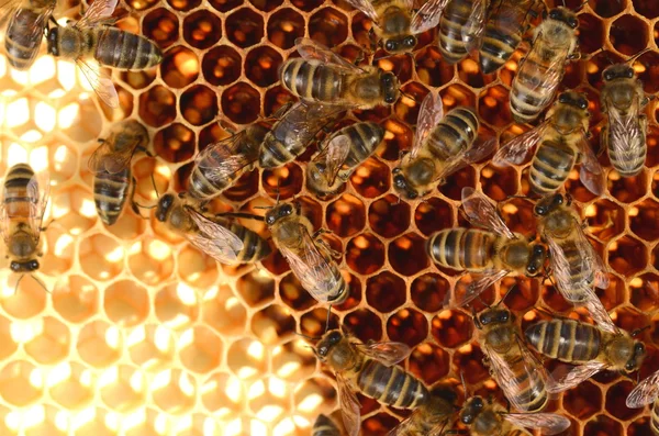 Трудолюбивые пчелы на сотах на пасеке — стоковое фото