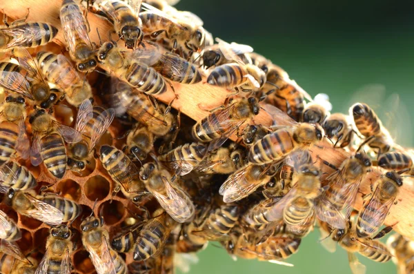 Fleißige Bienen auf Bienenwaben im Bienenhaus im Frühling — Stockfoto