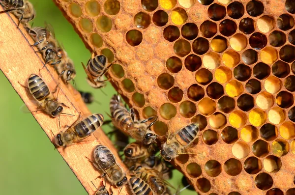 Abejas trabajadoras en panal en colmenar en primavera — Foto de Stock